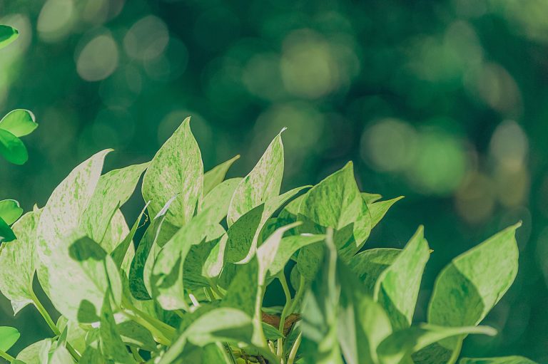 pexels-min-an-1200225